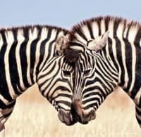 Lion’s Head-Mumurwi