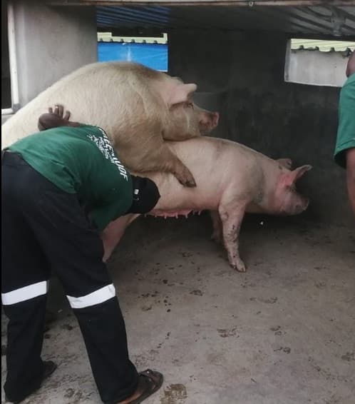 GreenRoof Piggery and Poultry