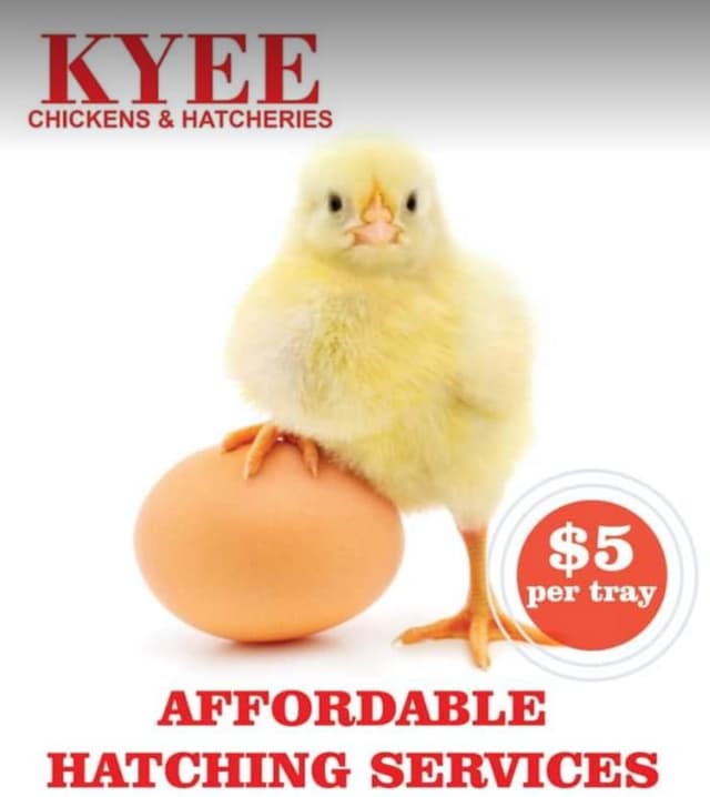 Kyee Chickens and Hatcheries