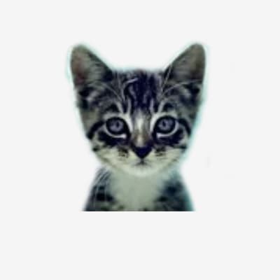 We Love Cats and Kittens