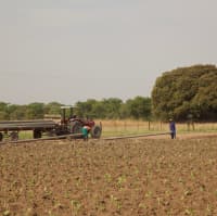 Zimbabwe Tobacco Seed Association