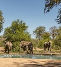 Tiger Safaris – Zimbabwe