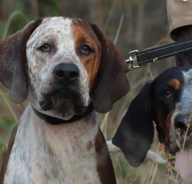 African Hound Safaris