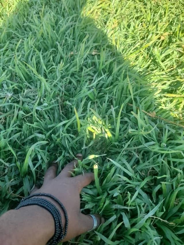 GREENFIELDSNATUREINSTANTLAWN
