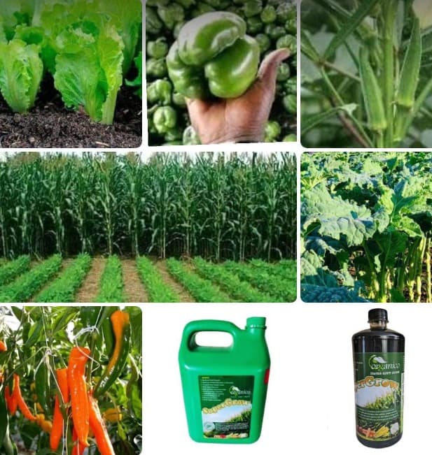 SuperGrow’s Organico fertilizer